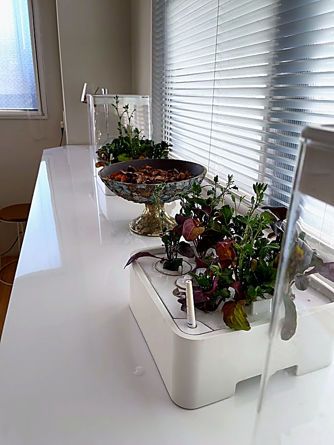 北池袋女性専用シェアハウス「息吹noie」